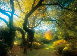 The Old Plane Trees