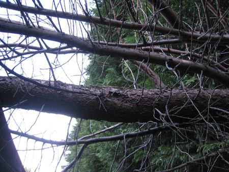 The huge branch that landed on Mike's caravan 