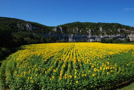 Beautiful French Fields