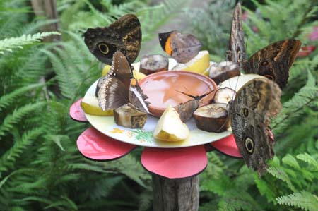 Butterfly Exhibition