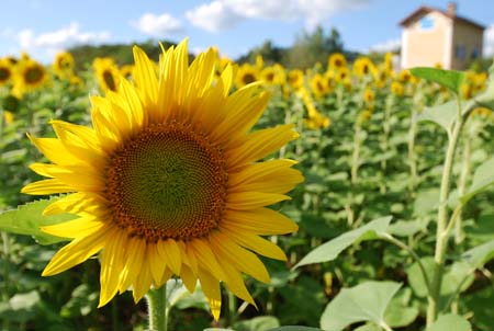 Sunflower fields in France