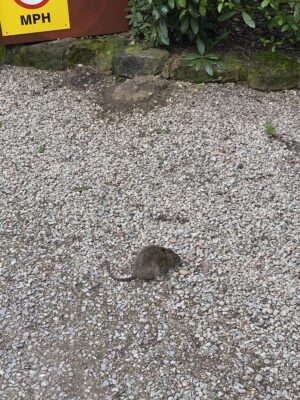 vermin on campsite