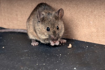 Mouse and crumbs