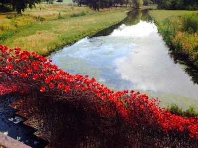 Poppies