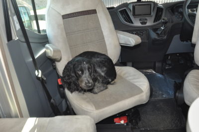 Dog pets in motorhome