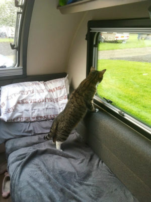 Cat in caravan