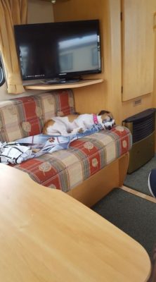 Dog in caravan