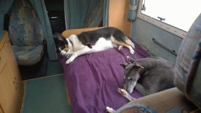 Dogs asleep in motorhome