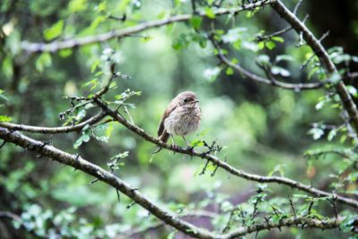 Bird sounds