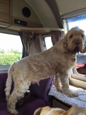 dog on caravan drivecation