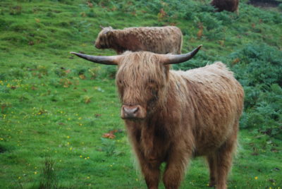 Isle of Mull