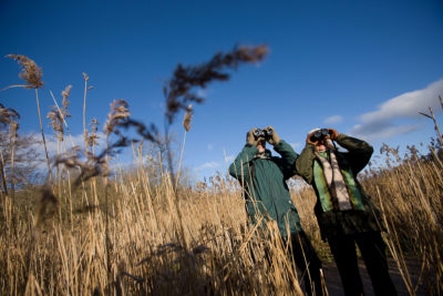 RSPB Leighton Moss and Morecambe Bay Nature 