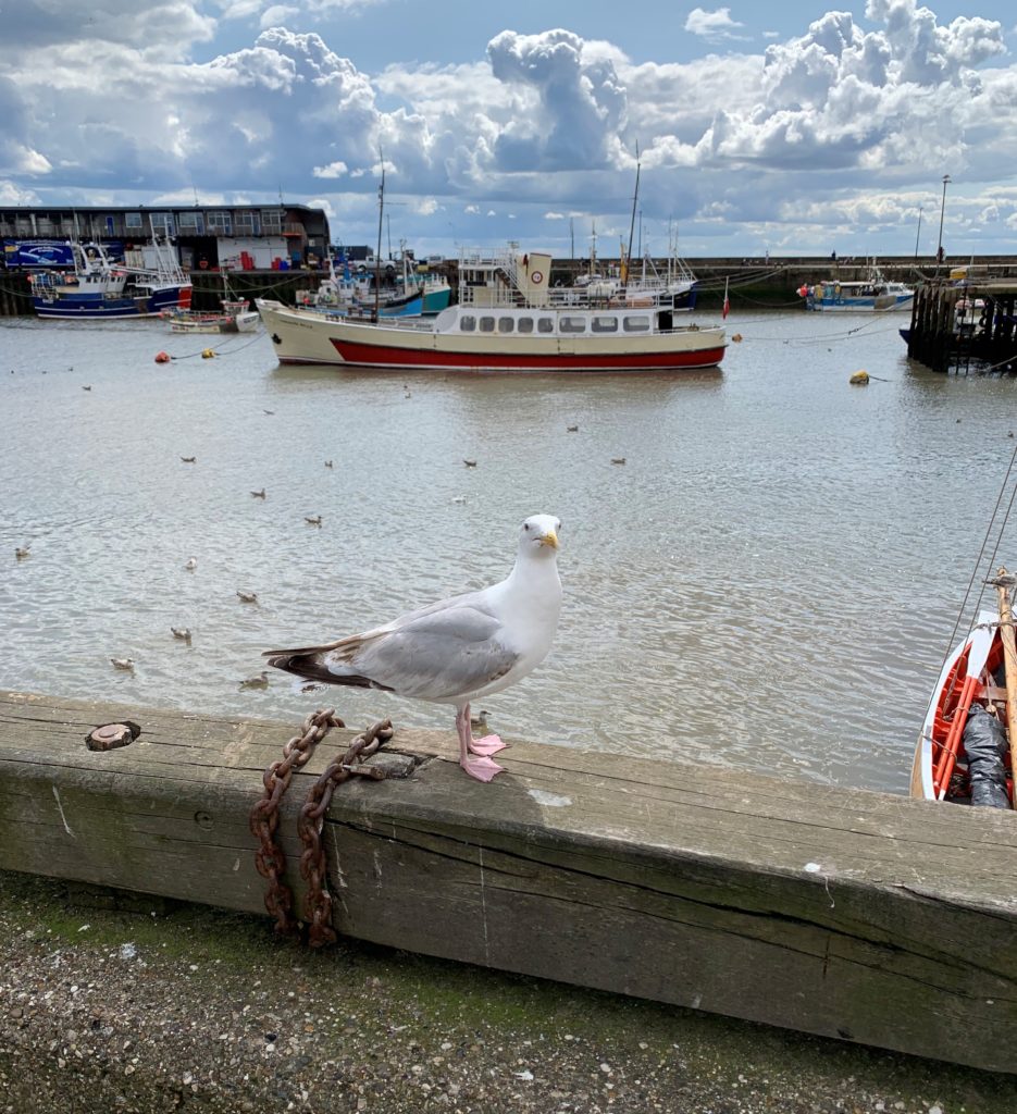 Seagull at the seaside