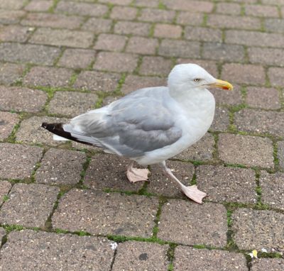 Seagull on the prowl