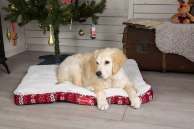 Twenty Christmas gift ideas for caravanners and motorhomers thumbnail