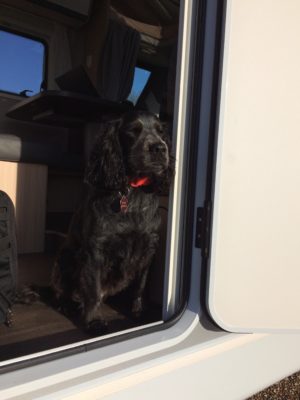 motorhoming with pets