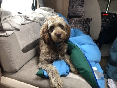 Motorhoming with dogs