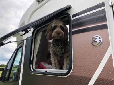 motorhoming with pets