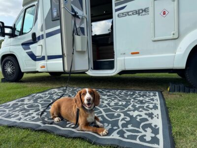 pets dog motorhoming