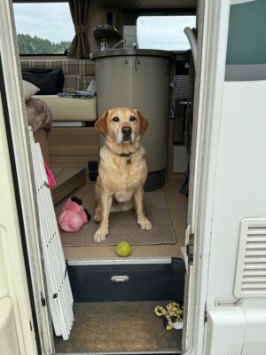 dog in a motorhome