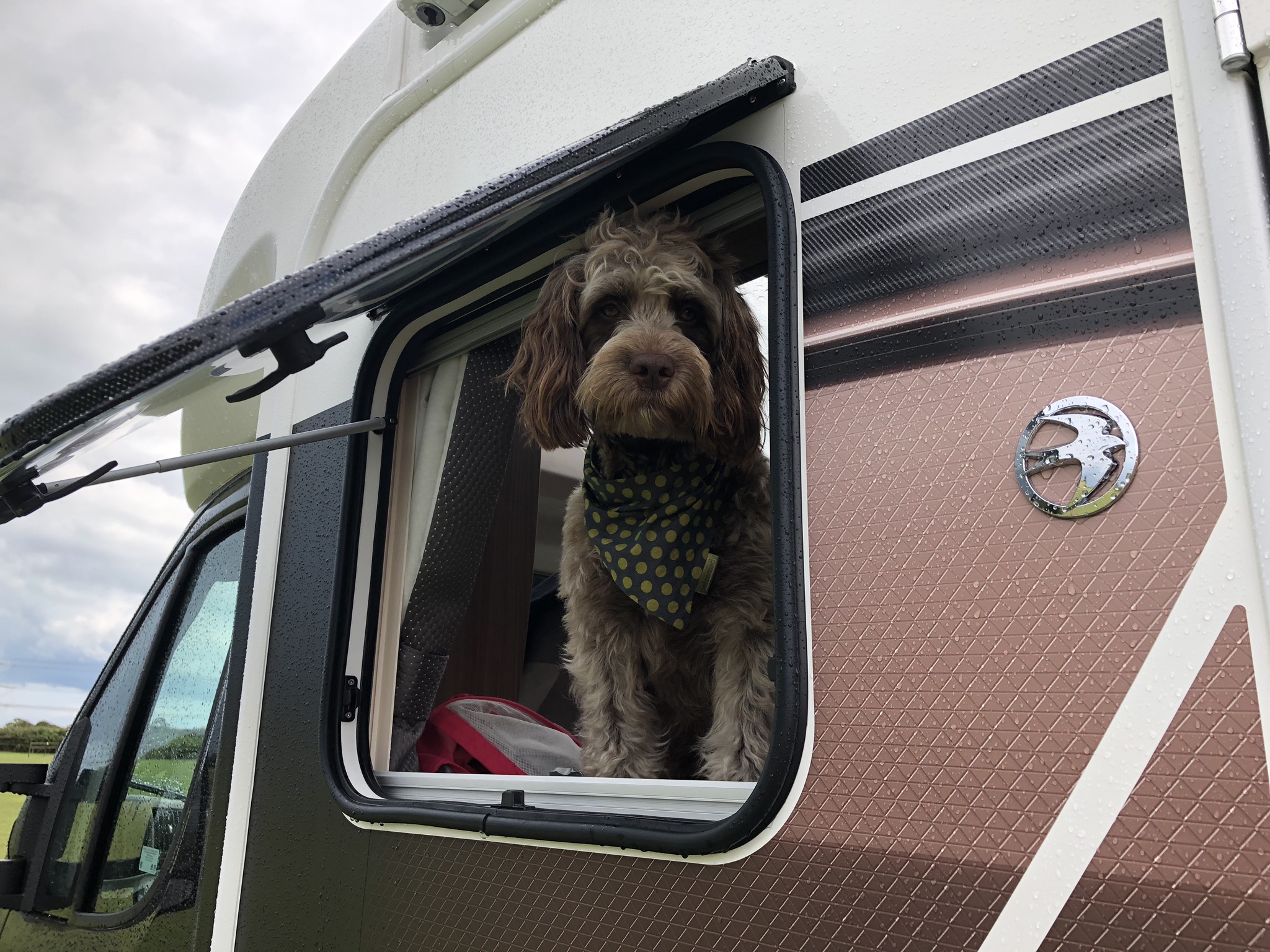 Dog inside motorhome