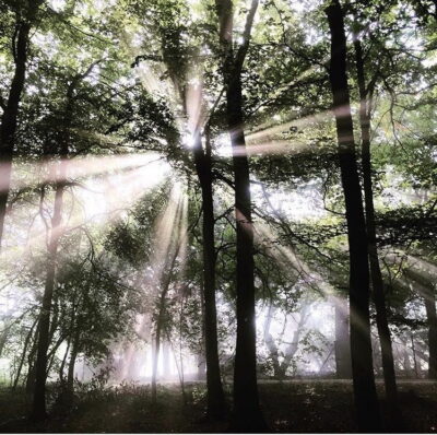 forest stays